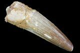 Spinosaurus Tooth - Real Dinosaur Tooth #81067-1